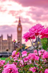 Close-up of pink flowering plant against building