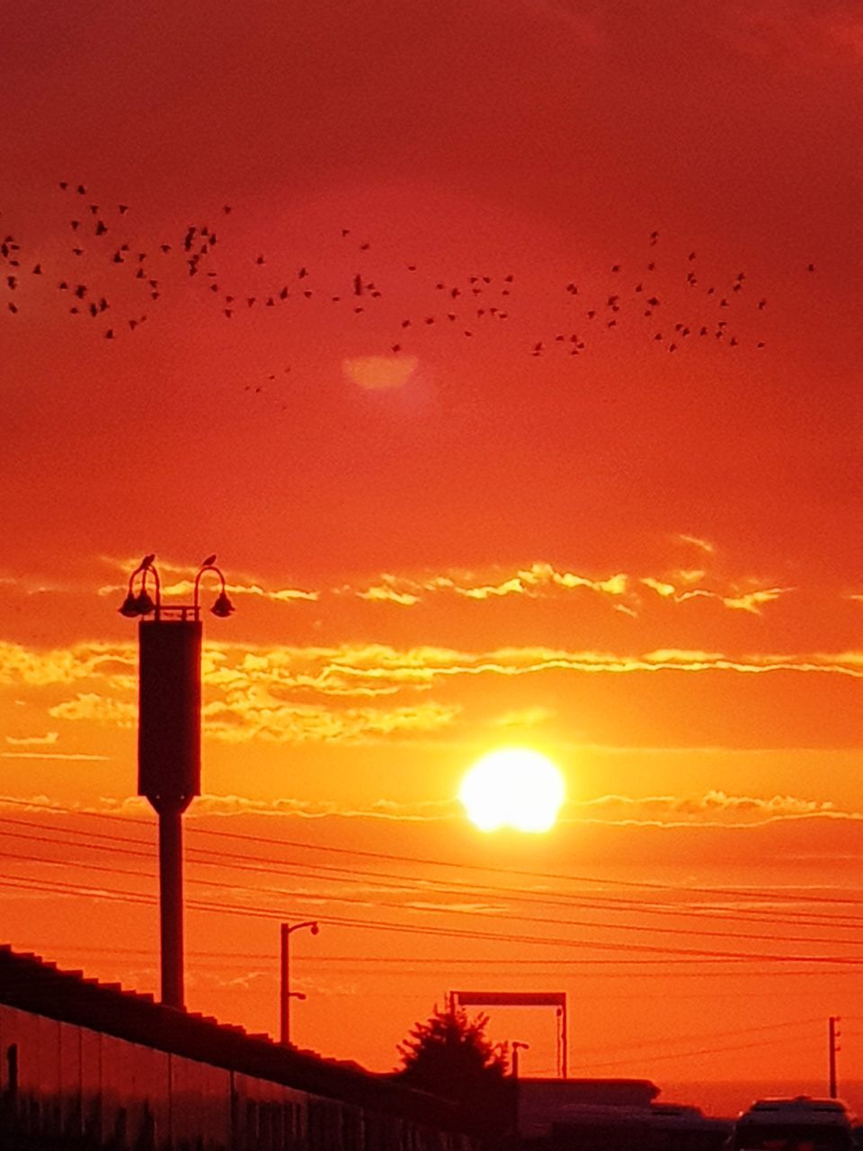 sunset, bird, orange color, silhouette, sky, flock of birds, large group of animals, beauty in nature, flying, nature, animals in the wild, animal themes, sun, scenics, animal wildlife, no people, outdoors