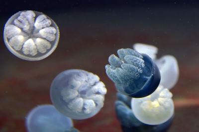 Close-up of jellyfish in sea