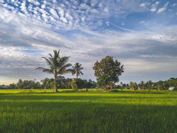 Scenic view of agricultural field against sky