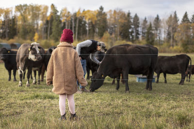 Girl looking at father feeding cows in farm