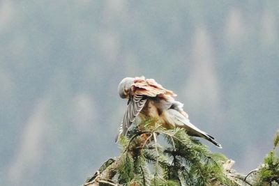 Low angle view of bird perching on nest