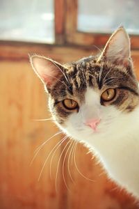 Close-up portrait of a cat