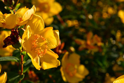 Close-up of yellow flowering plant