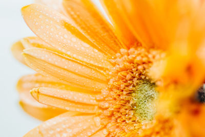 Extreme close-up of wet yellow flower