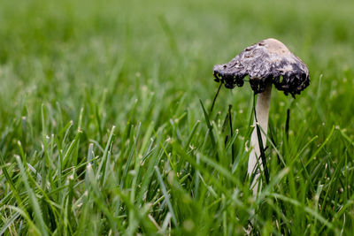 Close-up of mushroom growing on field