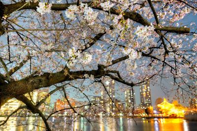 Reflection of trees in water