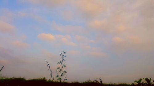 Low angle view of trees on field against sky at sunset