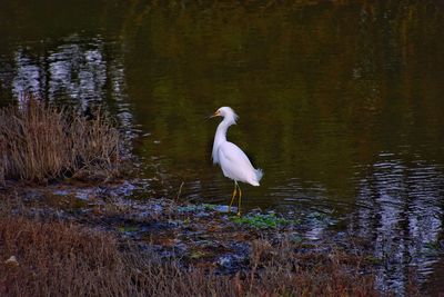 Bird on a lake