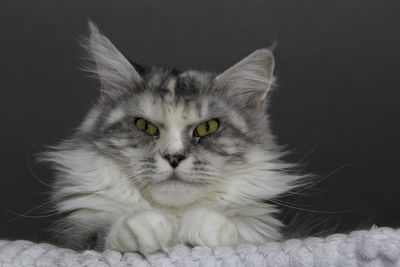 Close-up portrait of cat against black background