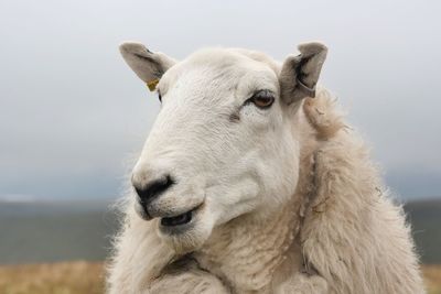 Close-up portrait of a horse