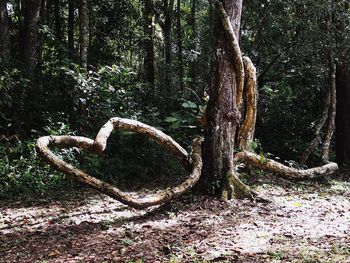 Tree trunk in forest