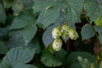 Close-up of flowering plant