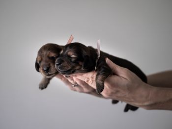 Midsection of person holding dog against white background