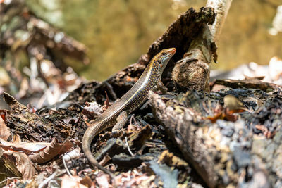 Close-up of lizard