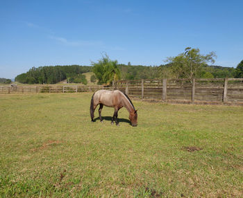 Horse in a field