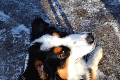 Close-up portrait of dog