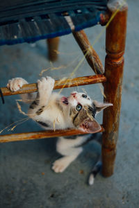 Close-up of crab in water