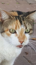 Close-up portrait of a cat