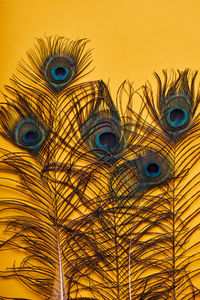 Soft focus of various bright decorative exotic peacock feathers with thin stems placed on yellow background in light modern studio