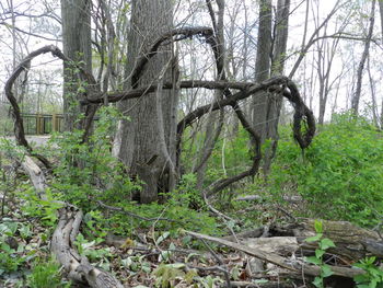 Fallen tree in forest