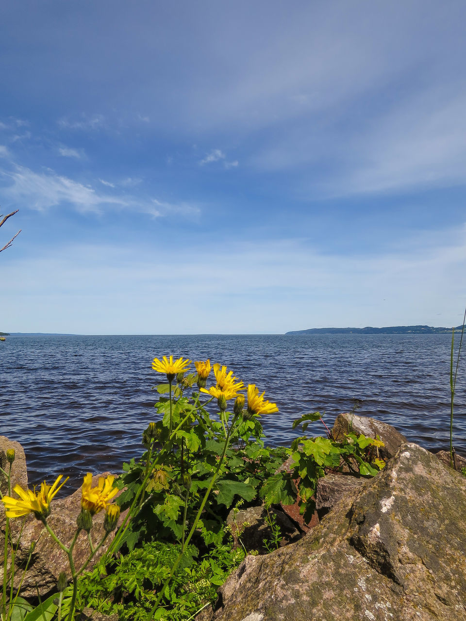 flower, sea, water, beauty in nature, sky, horizon over water, plant, tranquil scene, nature, growth, scenics, tranquility, freshness, cloud - sky, yellow, fragility, cloud, day, no people, idyllic