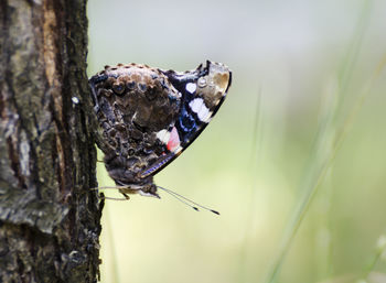 Close-up of butterfly on tree trunk