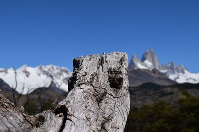 Close-up of dead tree by mountains against clear blue sky