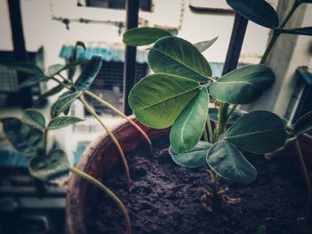 Close-up of potted plant