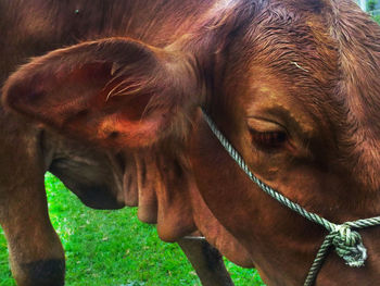 Close-up of a horse