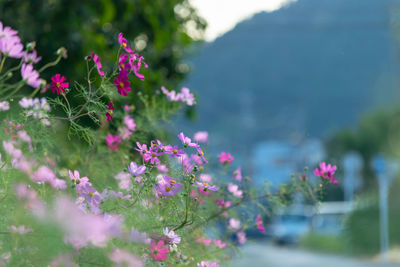 Close-up of pink flowering plant