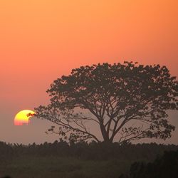 Sun shining through trees