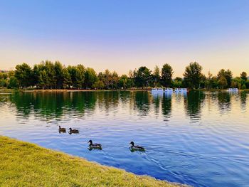 Ducks in a lake