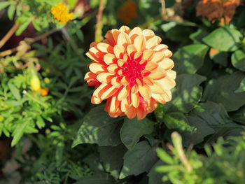 Close-up of orange flowering plant