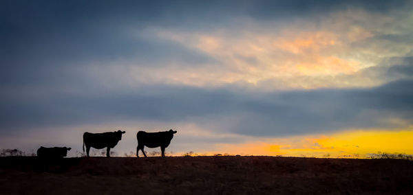 Livestock  on a field