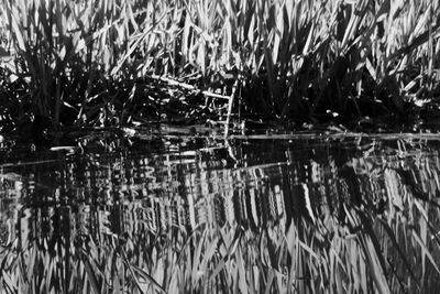 Full frame shot of plants in lake