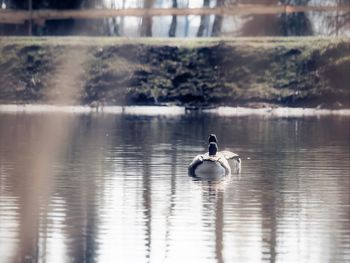 Bird swimming in lake