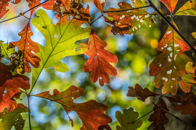 leaf