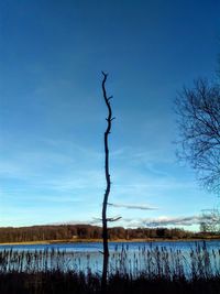 Bare tree by lake against blue sky