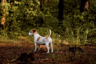 Dog running on field