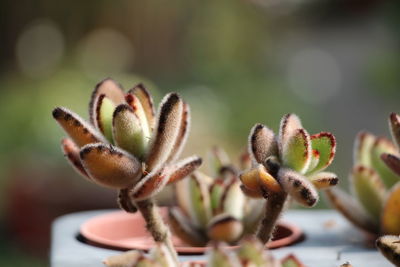 Close-up of succulent plant