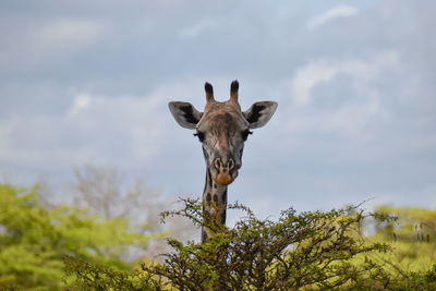 Low angle view of giraffe against sky