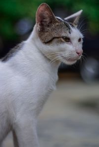 Close-up of cat looking away