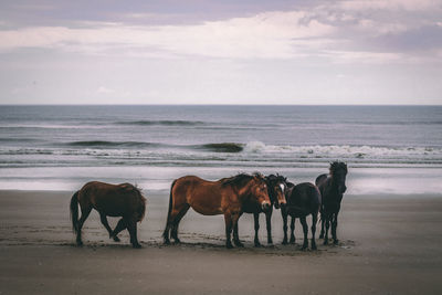 Horses on beach