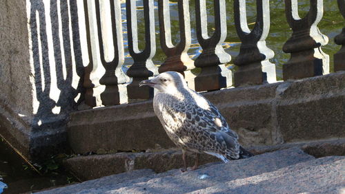 Close-up of bird perching outdoors