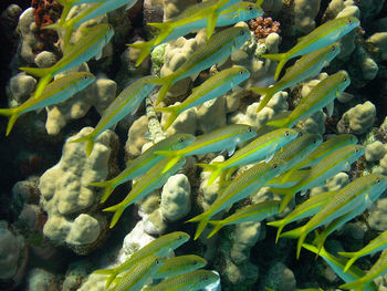 High angle view of fish swimming in sea