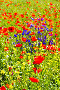 Red poppy flowers on field