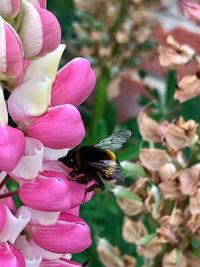 Close-up of bee on pink flowers