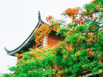 Low angle view of plants