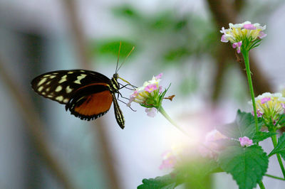 Close-up of butterfly pollinating on flower